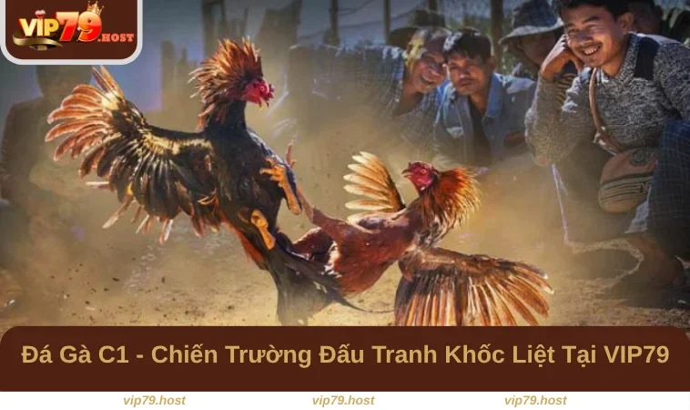 Đá Gà C1 - Chiến Trường Đấu Tranh Khốc Liệt Tại VIP79 9 Đá Gà C1