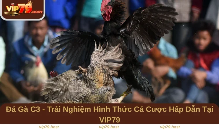 Đá Gà C3 - Trải Nghiệm Hình Thức Cá Cược Hấp Dẫn Tại VIP79 7 Đá Gà C3